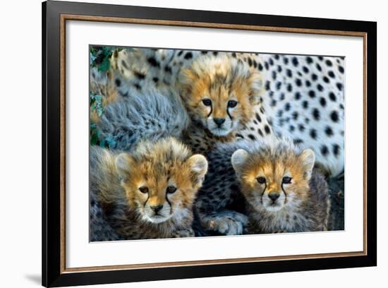 Close-Up of Cheetah (Acinonyx Jubatus) Cubs, Ndutu, Ngorongoro Conservation Area, Tanzania-null-Framed Photographic Print