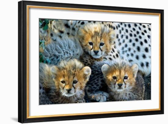 Close-Up of Cheetah (Acinonyx Jubatus) Cubs, Ndutu, Ngorongoro Conservation Area, Tanzania-null-Framed Photographic Print