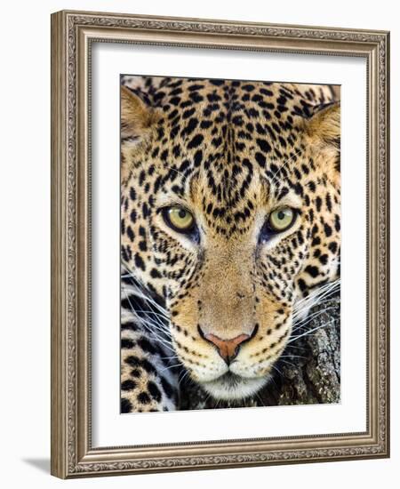 Close up of cheetah (Acinonyx jubatus) , Ngorongoro Conservation Area, Tanzania, Africa-Panoramic Images-Framed Photographic Print