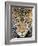 Close up of cheetah (Acinonyx jubatus) , Ngorongoro Conservation Area, Tanzania, Africa-Panoramic Images-Framed Photographic Print