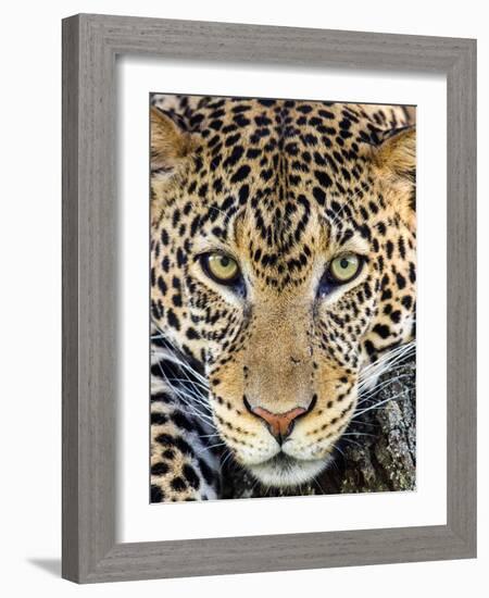 Close up of cheetah (Acinonyx jubatus) , Ngorongoro Conservation Area, Tanzania, Africa-Panoramic Images-Framed Photographic Print