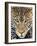 Close up of cheetah (Acinonyx jubatus) , Ngorongoro Conservation Area, Tanzania, Africa-Panoramic Images-Framed Photographic Print