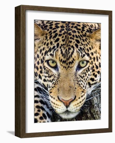 Close up of cheetah (Acinonyx jubatus) , Ngorongoro Conservation Area, Tanzania, Africa-Panoramic Images-Framed Photographic Print