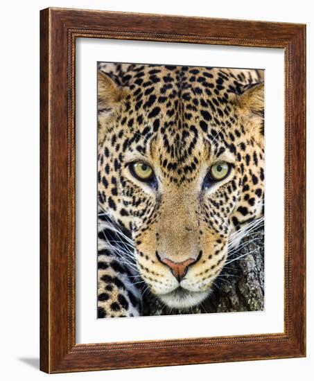 Close up of cheetah (Acinonyx jubatus) , Ngorongoro Conservation Area, Tanzania, Africa-Panoramic Images-Framed Photographic Print