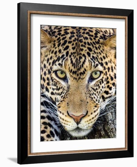 Close up of cheetah (Acinonyx jubatus) , Ngorongoro Conservation Area, Tanzania, Africa-Panoramic Images-Framed Photographic Print