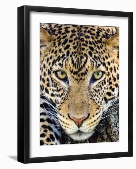 Close up of cheetah (Acinonyx jubatus) , Ngorongoro Conservation Area, Tanzania, Africa-Panoramic Images-Framed Photographic Print