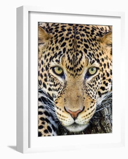 Close up of cheetah (Acinonyx jubatus) , Ngorongoro Conservation Area, Tanzania, Africa-Panoramic Images-Framed Photographic Print