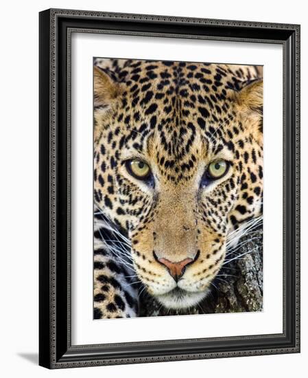 Close up of cheetah (Acinonyx jubatus) , Ngorongoro Conservation Area, Tanzania, Africa-Panoramic Images-Framed Photographic Print