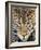 Close up of cheetah (Acinonyx jubatus) , Ngorongoro Conservation Area, Tanzania, Africa-Panoramic Images-Framed Photographic Print