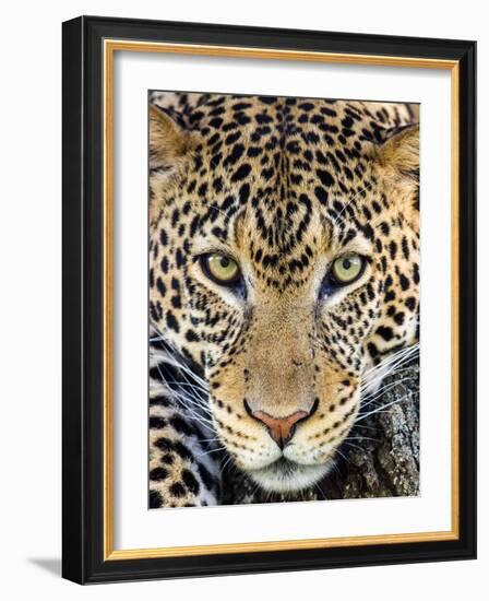 Close up of cheetah (Acinonyx jubatus) , Ngorongoro Conservation Area, Tanzania, Africa-Panoramic Images-Framed Photographic Print