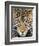 Close up of cheetah (Acinonyx jubatus) , Ngorongoro Conservation Area, Tanzania, Africa-Panoramic Images-Framed Photographic Print