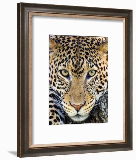 Close up of cheetah (Acinonyx jubatus) , Ngorongoro Conservation Area, Tanzania, Africa-Panoramic Images-Framed Photographic Print