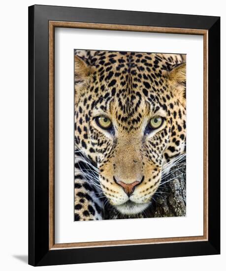 Close up of cheetah (Acinonyx jubatus) , Ngorongoro Conservation Area, Tanzania, Africa-Panoramic Images-Framed Photographic Print