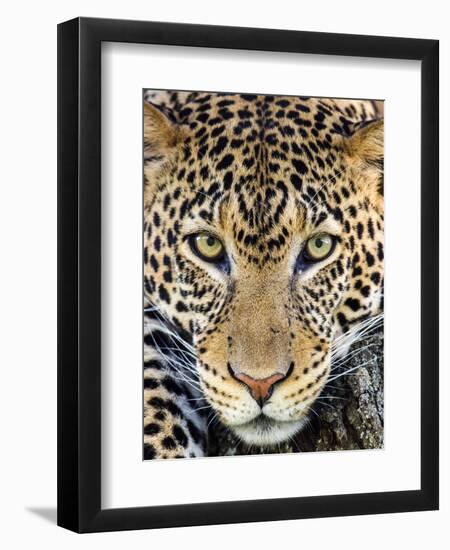 Close up of cheetah (Acinonyx jubatus) , Ngorongoro Conservation Area, Tanzania, Africa-Panoramic Images-Framed Photographic Print