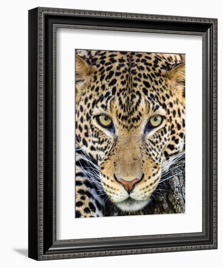 Close up of cheetah (Acinonyx jubatus) , Ngorongoro Conservation Area, Tanzania, Africa-Panoramic Images-Framed Photographic Print