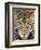 Close up of cheetah (Acinonyx jubatus) , Ngorongoro Conservation Area, Tanzania, Africa-Panoramic Images-Framed Photographic Print