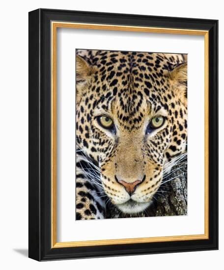 Close up of cheetah (Acinonyx jubatus) , Ngorongoro Conservation Area, Tanzania, Africa-Panoramic Images-Framed Photographic Print