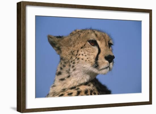 Close-Up of Cheetah-Paul Souders-Framed Photographic Print