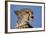 Close-Up of Cheetah-Paul Souders-Framed Photographic Print