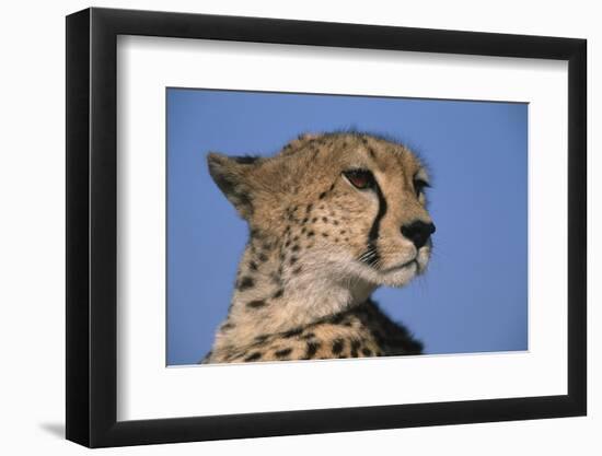 Close-Up of Cheetah-Paul Souders-Framed Photographic Print