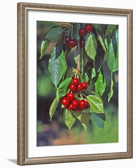 Close-Up of Cherries Hanging in Tree, Mosier, Oregon, USA-Jaynes Gallery-Framed Photographic Print