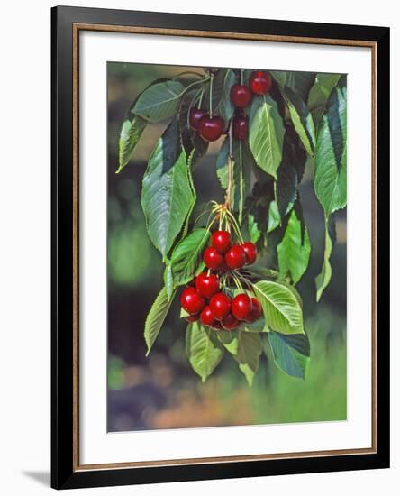 Close-Up of Cherries Hanging in Tree, Mosier, Oregon, USA-Jaynes Gallery-Framed Photographic Print