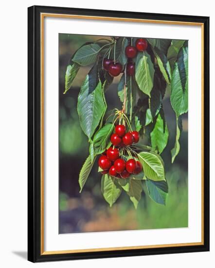 Close-Up of Cherries Hanging in Tree, Mosier, Oregon, USA-Jaynes Gallery-Framed Photographic Print