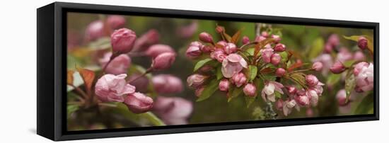 Close-Up of Cherry Blossom Buds-null-Framed Premier Image Canvas