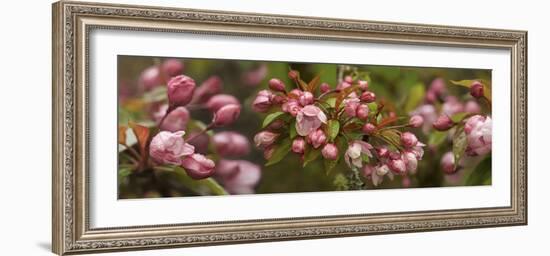 Close-Up of Cherry Blossom Buds-null-Framed Photographic Print