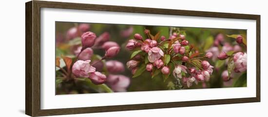 Close-Up of Cherry Blossom Buds-null-Framed Photographic Print