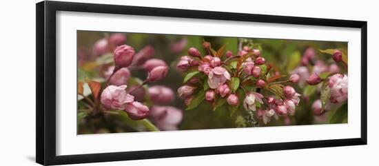 Close-Up of Cherry Blossom Buds-null-Framed Photographic Print