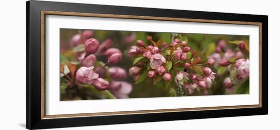 Close-Up of Cherry Blossom Buds-null-Framed Photographic Print