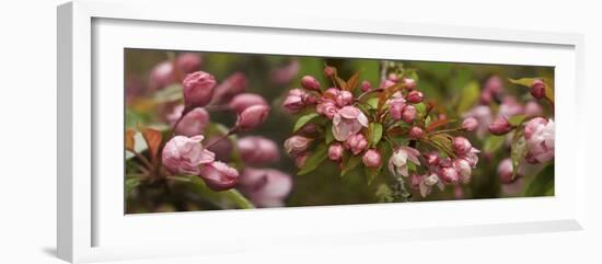 Close-Up of Cherry Blossom Buds-null-Framed Photographic Print