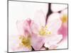 Close Up of Cherry Blossom-null-Mounted Photographic Print