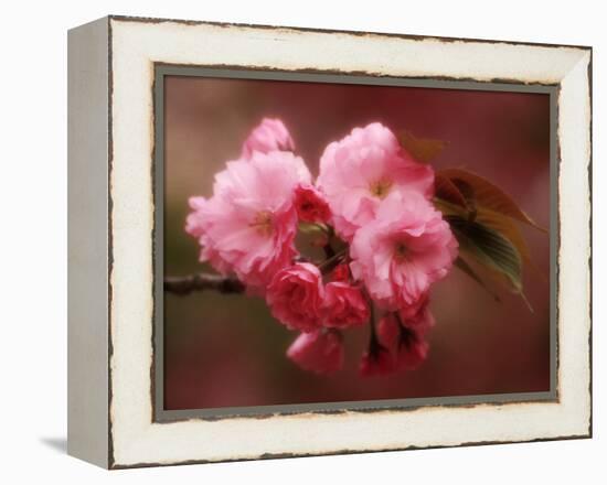 Close-up of Cherry Blossoms at Osaka Cherry Blossom Festival, Osaka, Japan-Nancy & Steve Ross-Framed Premier Image Canvas