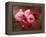 Close-up of Cherry Blossoms at Osaka Cherry Blossom Festival, Osaka, Japan-Nancy & Steve Ross-Framed Premier Image Canvas