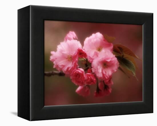 Close-up of Cherry Blossoms at Osaka Cherry Blossom Festival, Osaka, Japan-Nancy & Steve Ross-Framed Premier Image Canvas