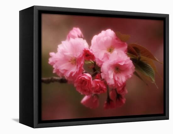 Close-up of Cherry Blossoms at Osaka Cherry Blossom Festival, Osaka, Japan-Nancy & Steve Ross-Framed Premier Image Canvas