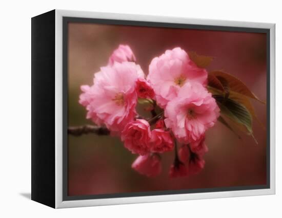 Close-up of Cherry Blossoms at Osaka Cherry Blossom Festival, Osaka, Japan-Nancy & Steve Ross-Framed Premier Image Canvas