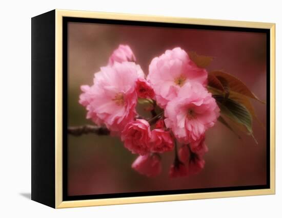 Close-up of Cherry Blossoms at Osaka Cherry Blossom Festival, Osaka, Japan-Nancy & Steve Ross-Framed Premier Image Canvas