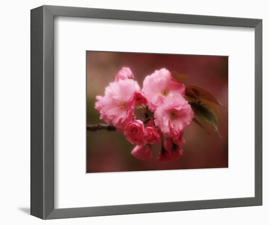 Close-up of Cherry Blossoms at Osaka Cherry Blossom Festival, Osaka, Japan-Nancy & Steve Ross-Framed Photographic Print