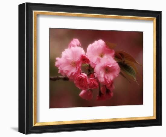 Close-up of Cherry Blossoms at Osaka Cherry Blossom Festival, Osaka, Japan-Nancy & Steve Ross-Framed Photographic Print