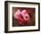 Close-up of Cherry Blossoms at Osaka Cherry Blossom Festival, Osaka, Japan-Nancy & Steve Ross-Framed Photographic Print