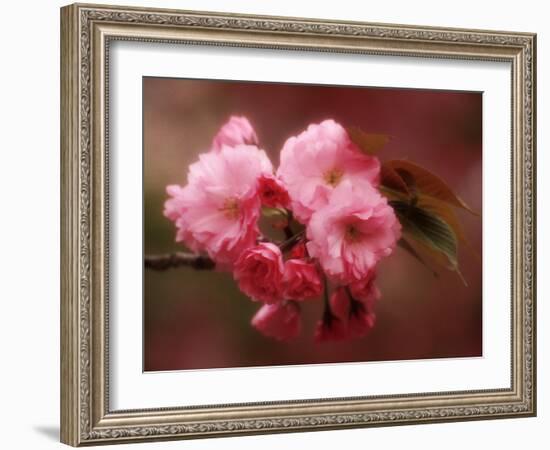 Close-up of Cherry Blossoms at Osaka Cherry Blossom Festival, Osaka, Japan-Nancy & Steve Ross-Framed Photographic Print