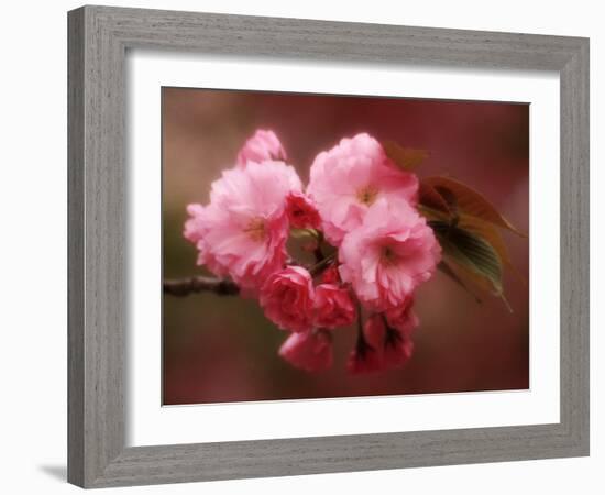 Close-up of Cherry Blossoms at Osaka Cherry Blossom Festival, Osaka, Japan-Nancy & Steve Ross-Framed Photographic Print