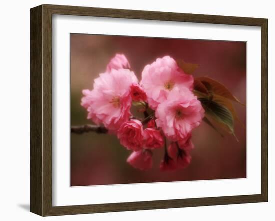 Close-up of Cherry Blossoms at Osaka Cherry Blossom Festival, Osaka, Japan-Nancy & Steve Ross-Framed Photographic Print