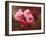 Close-up of Cherry Blossoms at Osaka Cherry Blossom Festival, Osaka, Japan-Nancy & Steve Ross-Framed Photographic Print