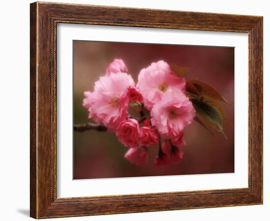 Close-up of Cherry Blossoms at Osaka Cherry Blossom Festival, Osaka, Japan-Nancy & Steve Ross-Framed Photographic Print