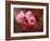 Close-up of Cherry Blossoms at Osaka Cherry Blossom Festival, Osaka, Japan-Nancy & Steve Ross-Framed Photographic Print