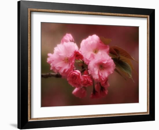 Close-up of Cherry Blossoms at Osaka Cherry Blossom Festival, Osaka, Japan-Nancy & Steve Ross-Framed Photographic Print